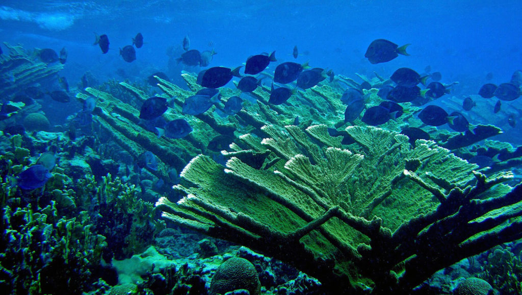 A New Research Study Discovers That MPAs Can Benefit Coral Reefs