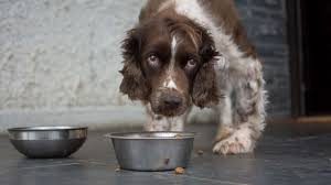 FDA Warns About Dog Food Brands With High Toxicity Levels Of Vitamin D
