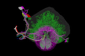 Researchers Make New Map Of Immune System In Brain