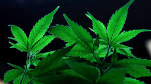 Study Claims, People Get Crazy By Consuming Cannabis